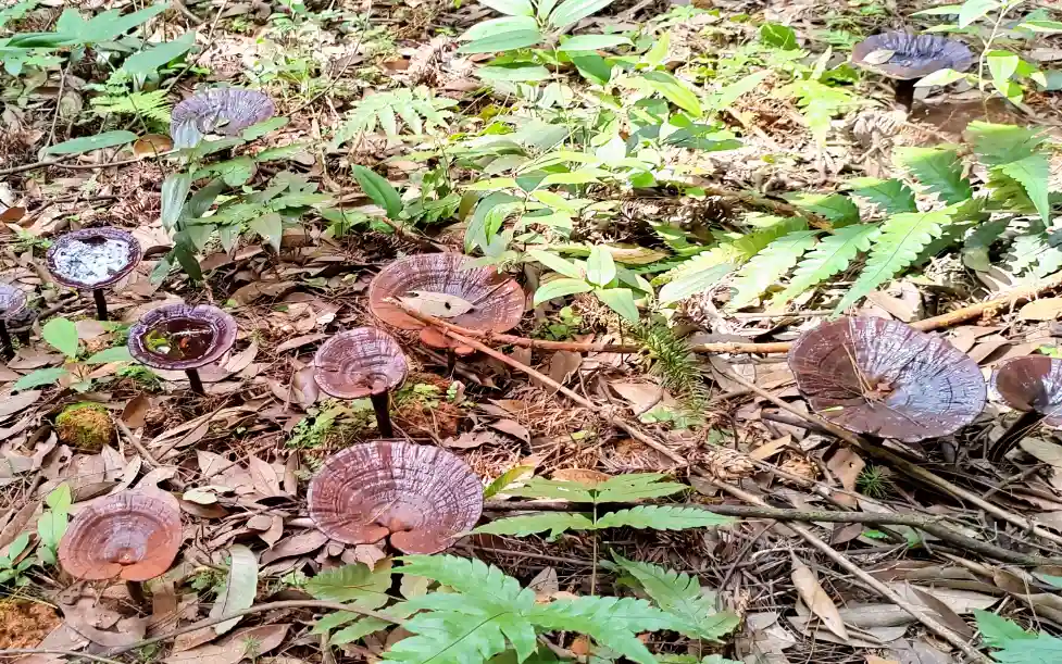 三代林人雕琢年轮与星空的诗意传奇