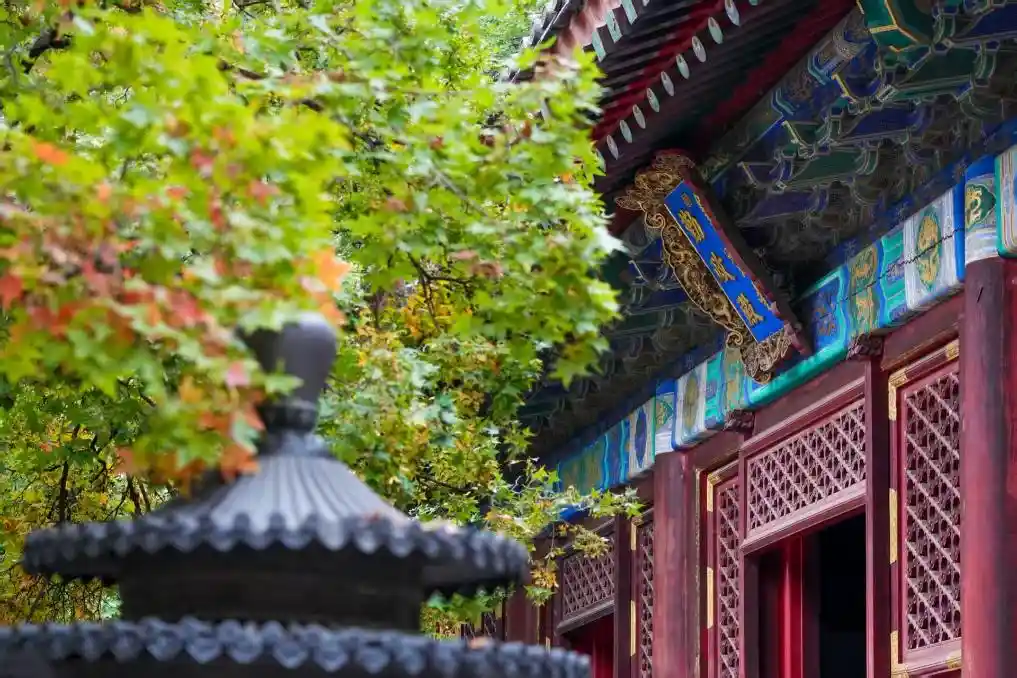 秋叶燃情！北京香山红叶盛宴即将开启