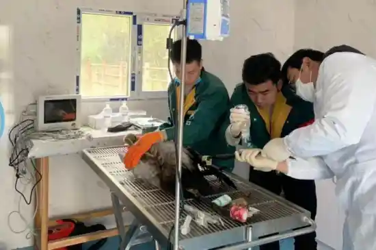 鹤舞青藏：从濒危到重生——青海守护黑颈鹤的生态奇迹