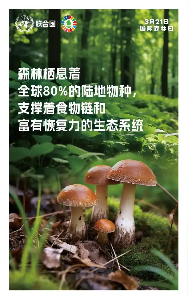 [国际森林日｜绿动地球：守护森林，就是守护生命未来！]