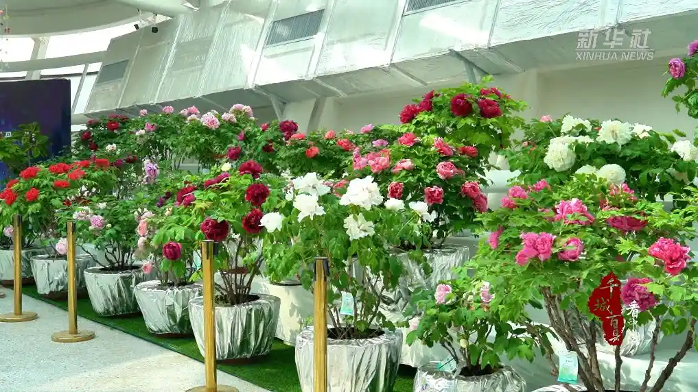 千城百县看中国｜山东菏泽：牡丹绽放迎春来，花海盛宴谱华章