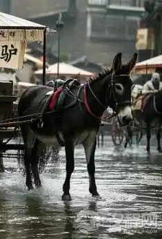 《大宋代驾驴车：古代版滴滴的奇妙体验》