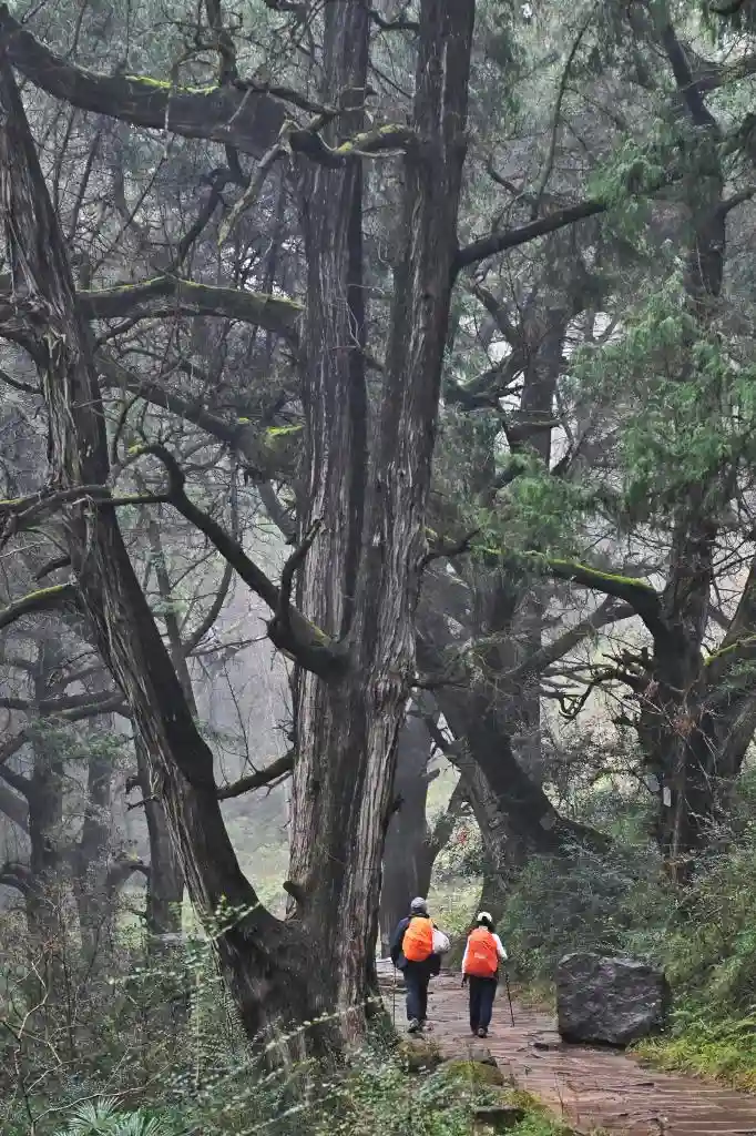 《千年蜀道翠云廊再添生态文化新地标——南宋<种松碑>惊艳问世》