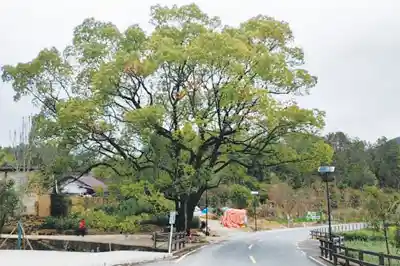 古树成活化石！农村古树保护谁主沉浮？