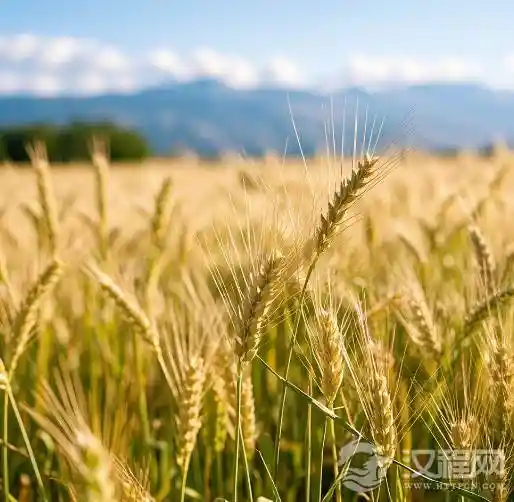 《一颗西域麦粒的东征：如何悄然占领华夏餐桌？》