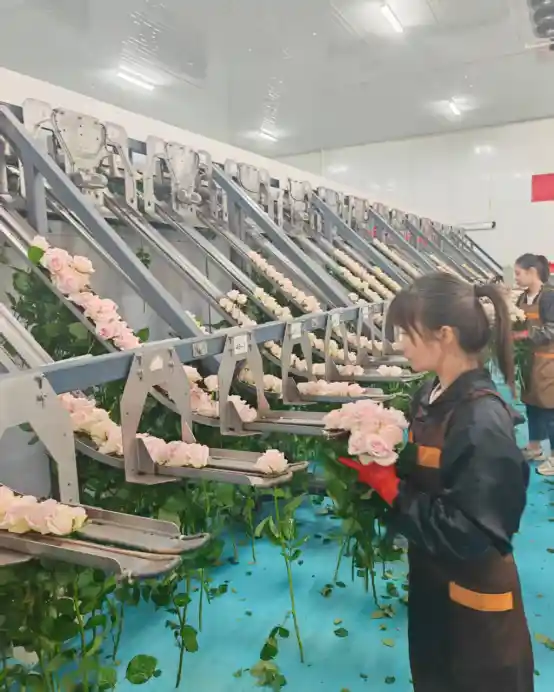 云南姚安：数字养花催生乡村振兴新经济