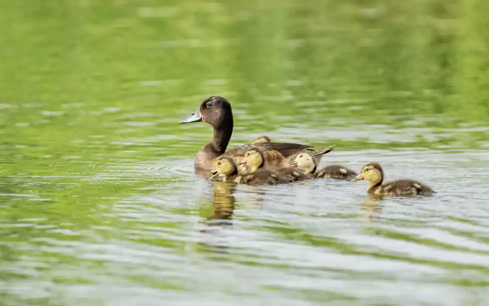 我国首次揭秘青头潜鸭种群家底
