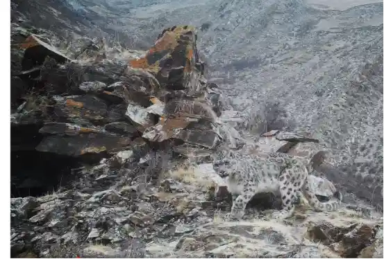 世界野生动植物日重磅发布：我国超80%国家重点保护陆生野生动植物种实现有效守护！