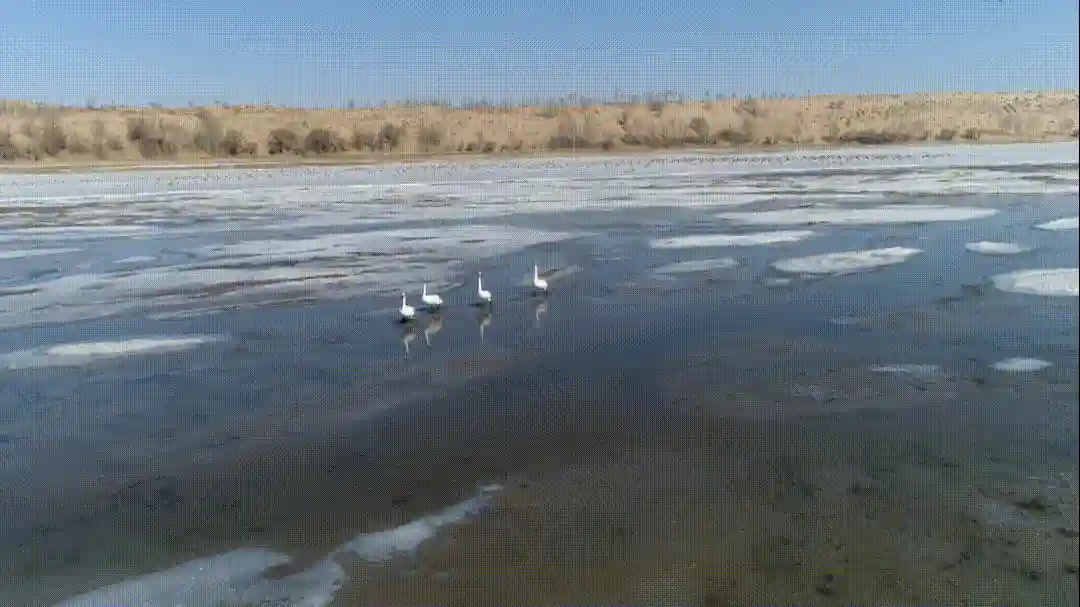 北疆惊现万年河套人秘境！考古现场直击：石器时代文明在黄河臂弯中苏醒