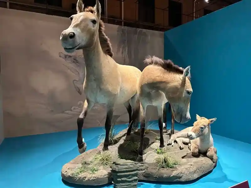 马踏飞燕穿越4500万年！国家自然博物馆新展揭秘马类演化史诗，76件珍稀化石首度集结