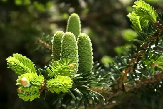 我国重点保护物种保护率突破80%，野生动植物保护成效显著